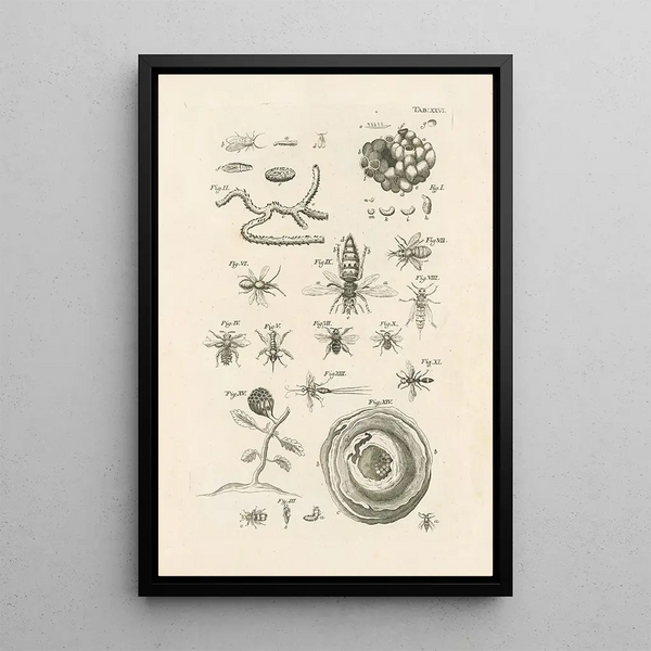 The Book of Nature or L'histoire des insectes Pl26 - Jan Swammerdam — framed artwork on a wall