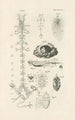 The Book of Nature or L'histoire des insectes Pl28 - Jan Swammerdam — artwork view