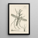 The Book of Nature or L'histoire des insectes Pl32 - Jan Swammerdam — framed artwork on a wall
