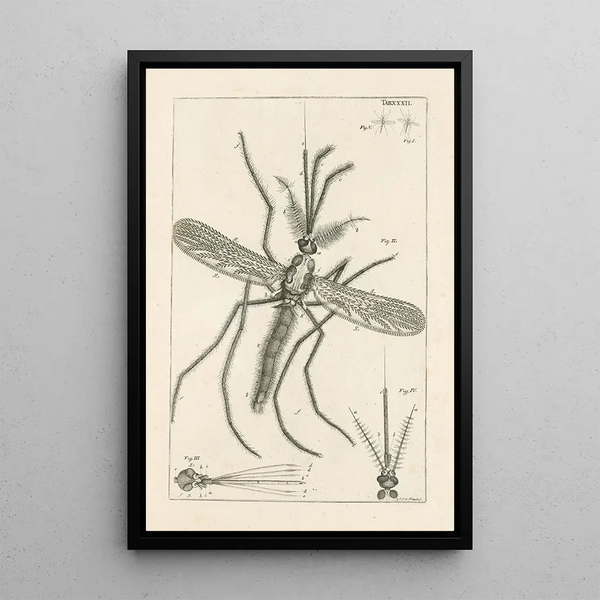 The Book of Nature or L'histoire des insectes Pl32 - Jan Swammerdam — framed artwork on a wall