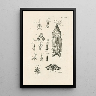 Jan Swammerdam - The book of nature or The history of insects Pl35.webp