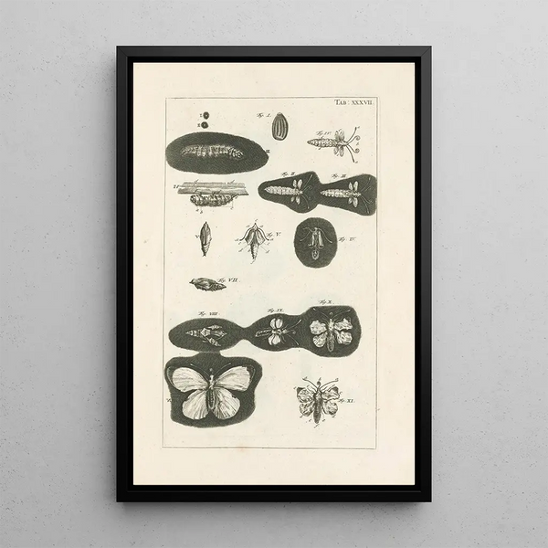 The Book of Nature or L'histoire des insectes Pl37 - Jan Swammerdam — framed artwork on a wall