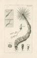 The Book of Nature or L'histoire des insectes Pl39 - Jan Swammerdam — artwork view