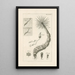 The Book of Nature or L'histoire des insectes Pl39 - Jan Swammerdam — framed artwork on a wall