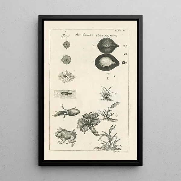 The Book of Nature or L'histoire des insectes Pl46 - Jan Swammerdam — framed artwork on a wall