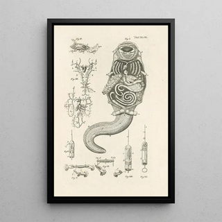 Jan Swammerdam - The book of nature or The history of insects Pl49.webp