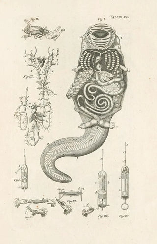 Jan Swammerdam - The book of nature or The history of insects Pl49.webp