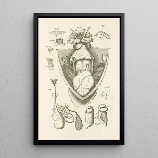 The Book of Nature or L'histoire des insectes Pl51 - Jan Swammerdam — framed artwork on a wall