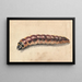 A Caterpillar - Jan Vincentsz van der Vinne — framed artwork on a wall
