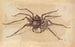A Spider - Jan Vincentsz van der Vinne — artwork view
