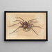 A Spider - Jan Vincentsz van der Vinne — framed artwork on a wall