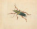 Green Scarab Beetle Painting with Brown Legs - Jan Vincentsz van der Vinne — artwork view