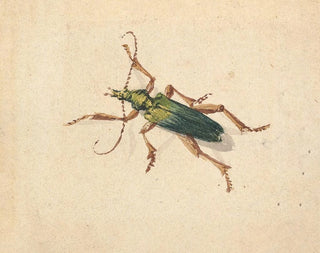 Green Scarab Beetle Painting with Brown Legs - Jan Vincentsz van der Vinne — artwork view