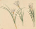 Three Studies of Crocus - Jan Weissenbruch — artwork view