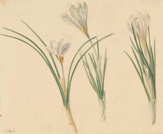 Three Studies of Crocus - Jan Weissenbruch — artwork view