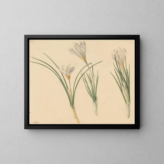 Three Studies of Crocus - Jan Weissenbruch — framed artwork on a wall