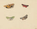 Four butterflies - Jan Weissenbruch — artwork view