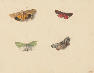 Four butterflies - Jan Weissenbruch — artwork view