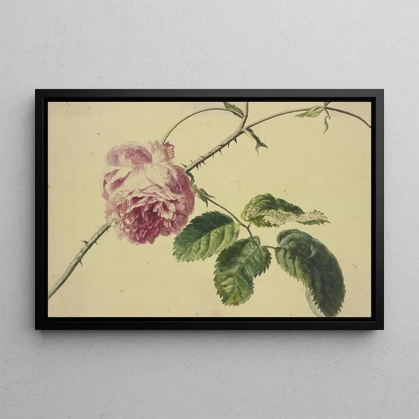 A Rose - Jan van Huysum — framed artwork on a wall