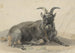 Bouquetin noir couché - Jan van Ravenswaay — artwork view