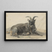 Bouquetin noir couché - Jan van Ravenswaay — framed artwork on a wall