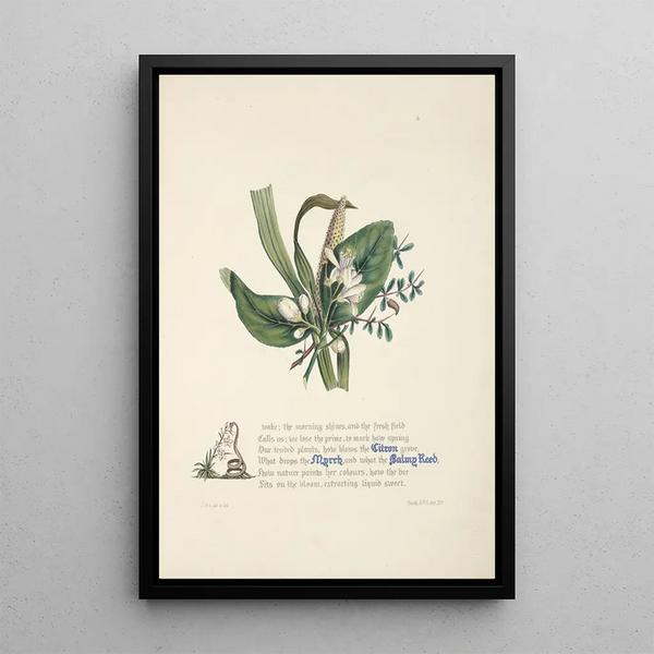 Citron myrrhe et roseau balsamique - Jane Elizabeth Giraud — framed artwork on a wall