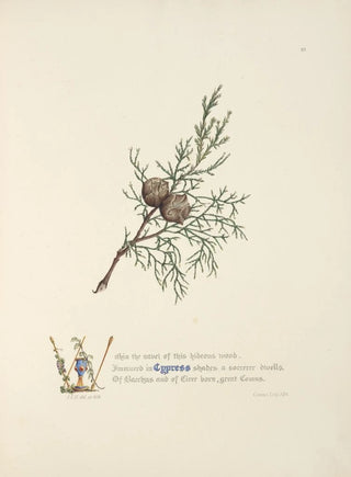 Jane Elizabeth Giraud - Cypress.webp