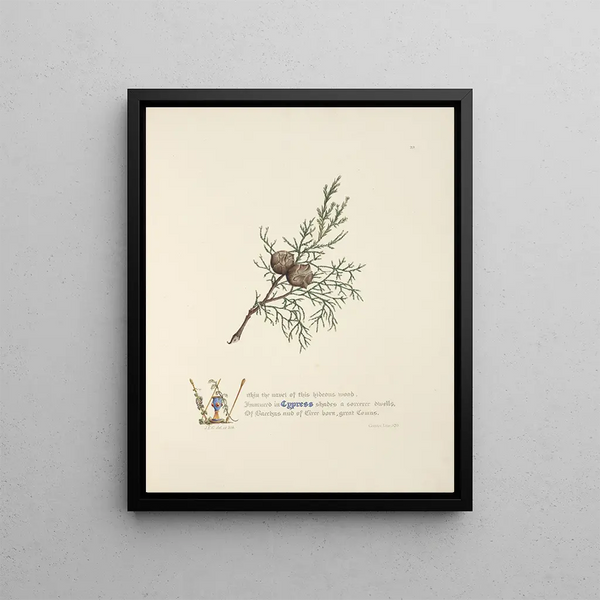Cypress - Jane Elizabeth Giraud — framed artwork on a wall