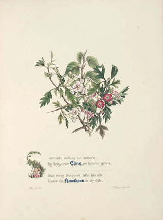 Jane Elizabeth Giraud - Elms and hawthorns.webp