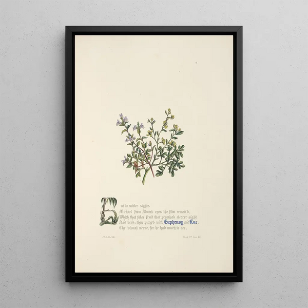 Euphraise et rue - Jane Elizabeth Giraud — framed artwork on a wall