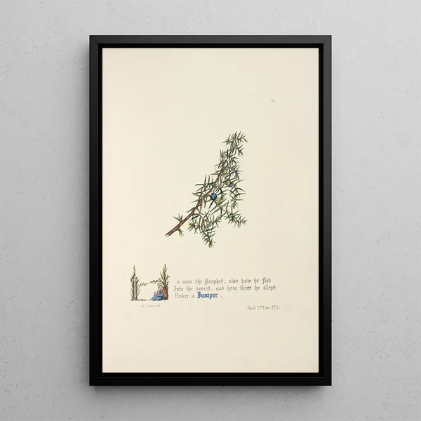 Juniper - Jane Elizabeth Giraud — framed artwork on a wall