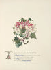 Renouée lierre et chèvrefeuille - Jane Elizabeth Giraud — artwork view