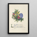 Laurier et myrte - Jane Elizabeth Giraud — framed artwork on a wall