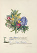 Laurier et myrte - Jane Elizabeth Giraud — artwork view