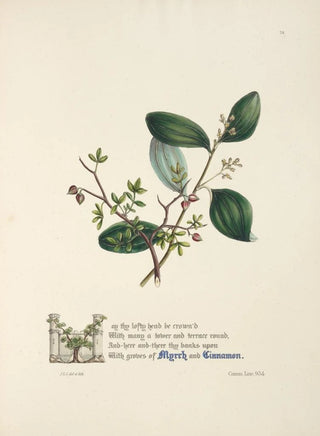 Jane Elizabeth Giraud - Myrrh and cinnamon.webp
