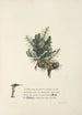 Oak and cedar - Jane Elizabeth Giraud — artwork view