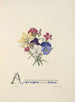 Pensées œillets et jonquilles - Jane Elizabeth Giraud — artwork view