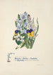 Purple thoughts, asphodel and hyacinth - Jane Elizabeth Giraud — artwork view