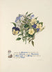 Primevère jasmine pink, violet and violet - Jane Elizabeth Giraud — artwork view
