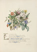 Roses fleurs à tige fine myrte - Jane Elizabeth Giraud — artwork view