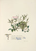 Églantier églantine et vigne - Jane Elizabeth Giraud — artwork view
