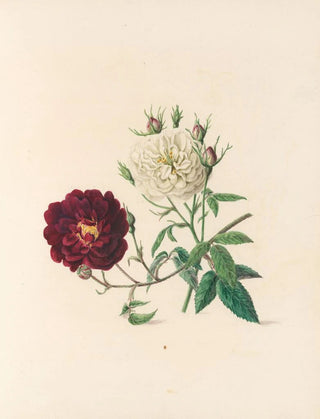 Jane Elizabeth Giraud - The fte of the flowers Pl04.webp