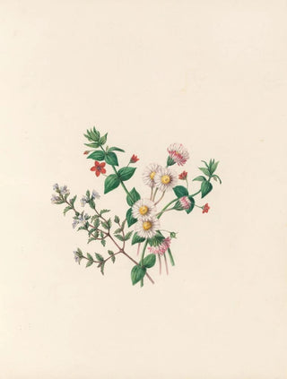 Jane Elizabeth Giraud - The fte of the flowers Pl07.webp