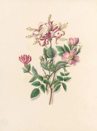 Jane Elizabeth Giraud - The fte of the flowers Pl09.webp