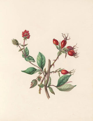 Jane Elizabeth Giraud - The fte of the flowers Pl10.webp