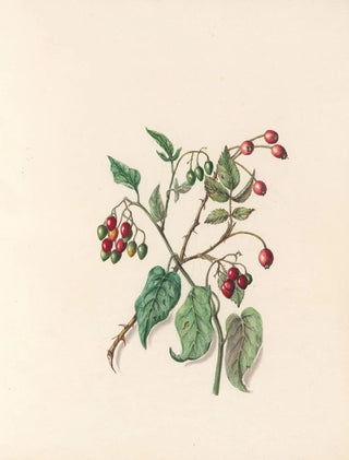 Jane Elizabeth Giraud - The fte of the flowers Pl12.webp
