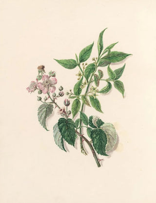 Jane Elizabeth Giraud - The fte of the flowers Pl13.webp