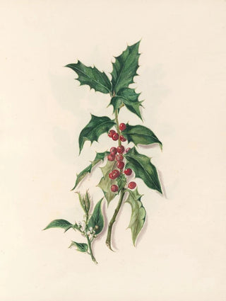 Jane Elizabeth Giraud - The fte of the flowers Pl15.webp