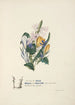 Violette crocus et jacinthe - Jane Elizabeth Giraud — artwork view