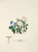 Violets and Roses - Jane Elizabeth Giraud — artwork view